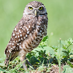 Burrowing Owl Posing
