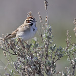 Lark Sparrow on Sagebrush