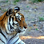 Bengal tiger (Panthera tigris tigris)_H3A8230