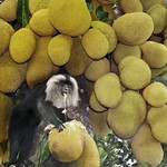 Phot.India.Kerala.Wanderoo.Jackfruit.01.040608.0008.jpg