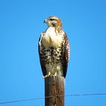 A Regal Red-tailed Hawk