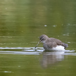 Greenshank