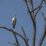 Wood stork, perched