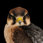 Lanner Falcon