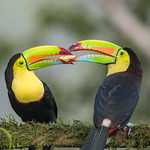 Keel-billed Toucan - Food pass 851_0924.jpg