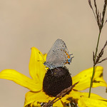 Acadian Hairstreak