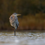 Grand h&eacute;ron -Ardea herodias- Great blue heron - 24sep