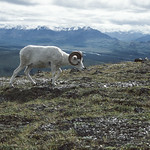 Dall's sheep (Ovis dalli), on a ridge in the Alaska Range, Central Alaska