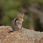 Golden-mantled Ground Squirrel