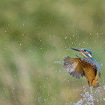KINGFISHER