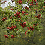 Eberesche mit Vogelbeeren