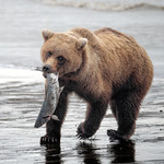 Salmon Take-Out [In Explore 10/9/22]