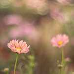 Somebody's Watching Me