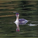 Black-necked Grebe with Six Eyes:)