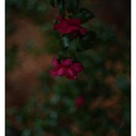 SONY ILCE‑7RM3 / Lomography New Jupiter 3+ 1.5/50 L39/M