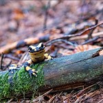 salamandre