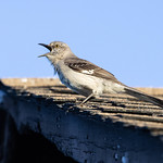Singer on the Roof