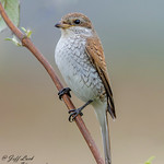 Red backed Shrike..