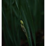 SONY ILCE‑7RM3 / Lomography New Jupiter 3+ 1.5/50 L39/M