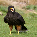 Striated Caracara - Phalcoboenus australis