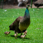 Peahen and Peachicks