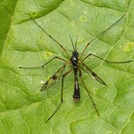Orange-marked Cranefly (Ptychoptera contaminata)