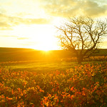 Un matin dans les vignes