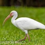 WHITE IBIS