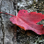 Red Leaf