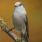 M&eacute;sangeai du Canada - gray Jay