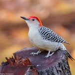 Red-Breasted Woodpecker #4 - 2020-10-31.