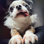 10*12 months of Prozac - No tricks, no treats