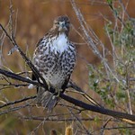 Young Red-tailed Hawk (Buteo jamaicensis)