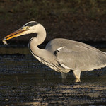 Grey Heron with tiny fish!
