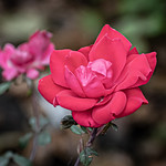 The Good and the Bad.