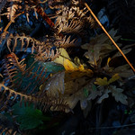 fall in the spotlight