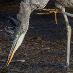 1.02044 Grand H&eacute;ron / Ardea herodias herodias / Great Blue Heron