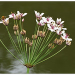 Flowering rush / Zwanenbloem