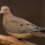 Tourterelle triste \ Mourning Dove