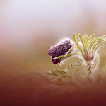 Tiny beauty / Apr&oacute; sz&eacute;ps&eacute;g