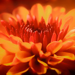 Day 331:365 Fall Chrysanthemum