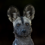 Painted Dog