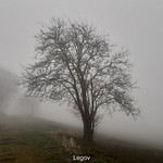 &deg;Nebel in der Eifel