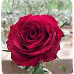 Speaking without words...