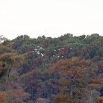 white_ibis_flying_south_sunset_caddo_lake_R5-2821.CR32821
