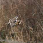Another Record shot: Short-eared owl