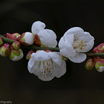 You have to learn it yourself. Go out and shoot a roll or two; make prints, then stick them on the wall and do constructive criticism....