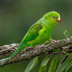 PLAIN PARAKEET