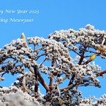 Happy and Healthy New Year - Een Gelukkig en Gezond 2023.