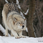 Loup gris / Gray Wolf